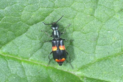 Réf. 282 369 : Anthocomus fasciatus